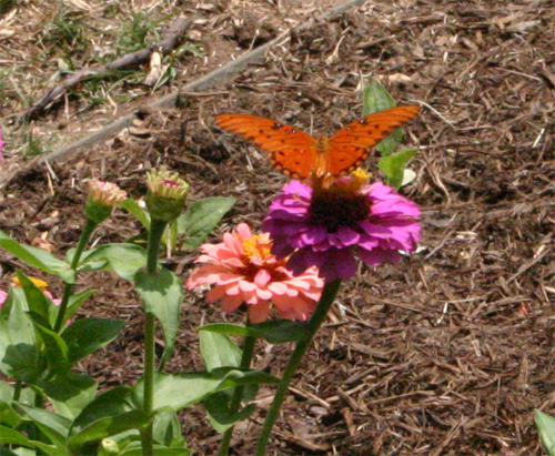 gulffritillary06-22-09.jpg