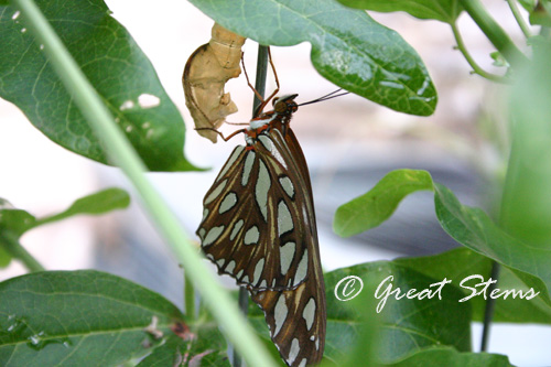 gulffritillary07-08-10.jpg