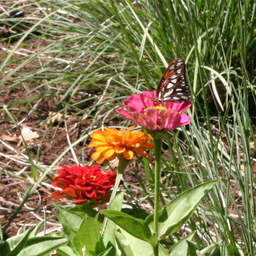 gulffritillaryb06-22-09.jpg