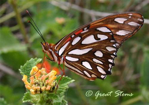 gulffritillaryd05-29-11.jpg