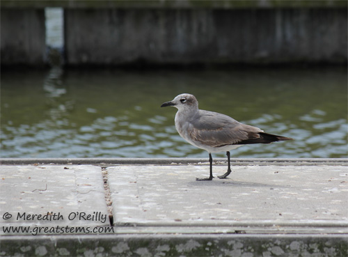 gull03-13-12.jpg