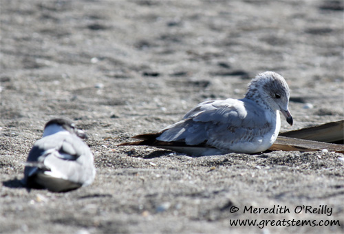 gulls03-12-12.jpg