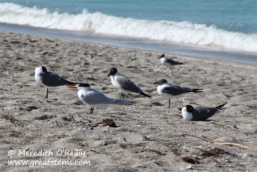 gullsandtern03-12-12.jpg