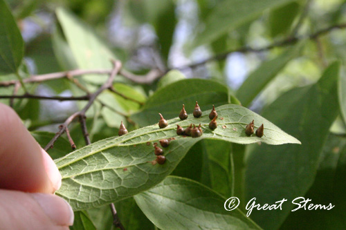 hackberrygalls07-1-11.jpg