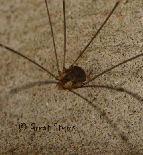 harvestmanb06-05-10.jpg