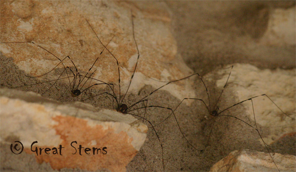 harvestmanc06-05-10.jpg