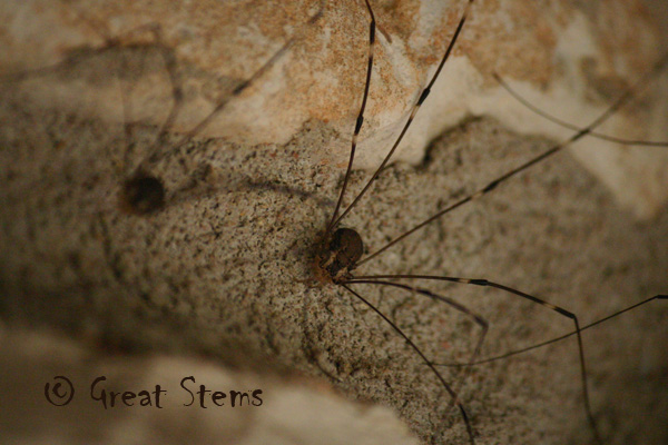 harvestmanf06-05-10.jpg