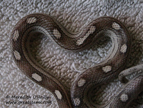 heartsnakeb01-17-12.jpg