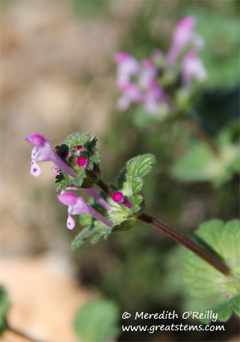 henbit01-27-12.jpg