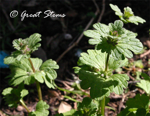 henbit02-28-10.jpg