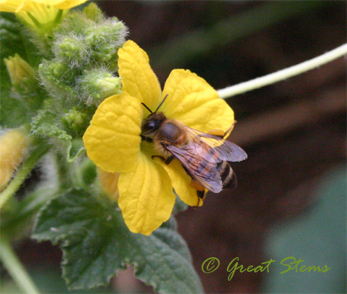 honeybee09-01-09.jpg