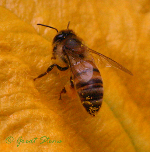 honeybeea09-25-09.jpg