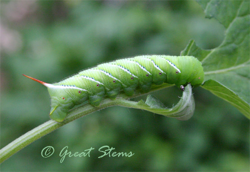 hornworm05-22-10.jpg