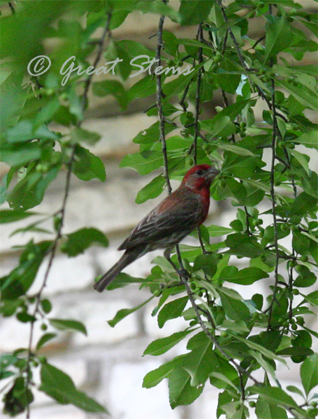 housefinch06-01-10.jpg