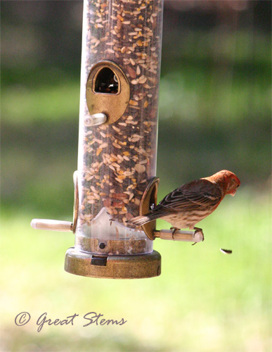 housefinch06-11.jpg