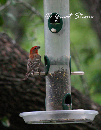 housefinch06-18-10.jpg