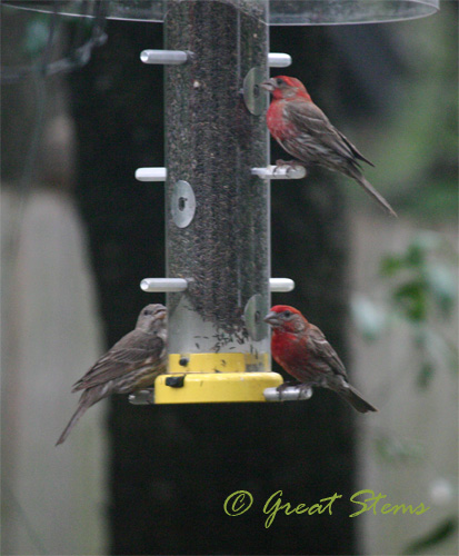 housefinches07-11-10.jpg