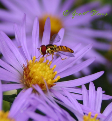 hoverflyc10-07-09.jpg