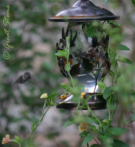 hummer07-28-10.jpg