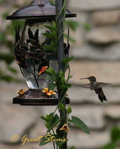 hummerb06-29-10.jpg