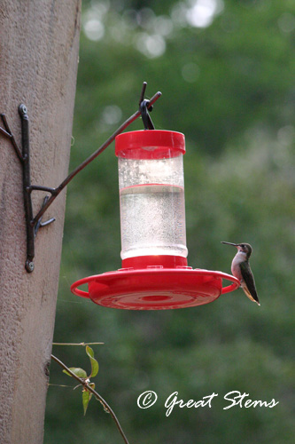 hummingbird05-17-11.jpg