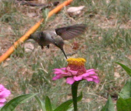 hummingbird06-22-09.jpg