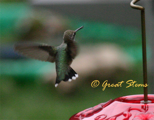 hummingbird06-24-10.jpg