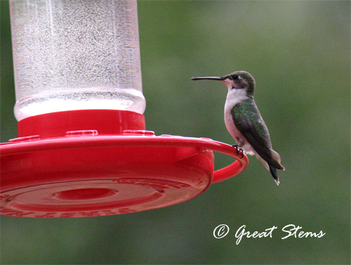 hummingbirdb05-17-11.jpg