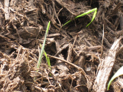 Grass 10-22-08.jpg