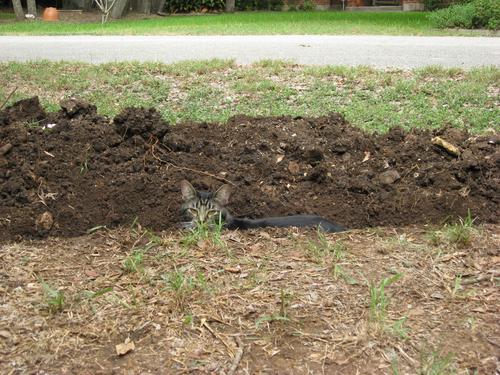 Tooga the Gardener