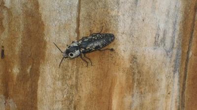 Strange bug in tree stump