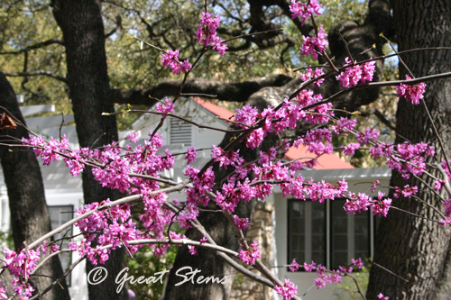 redbud03-11-11.jpg