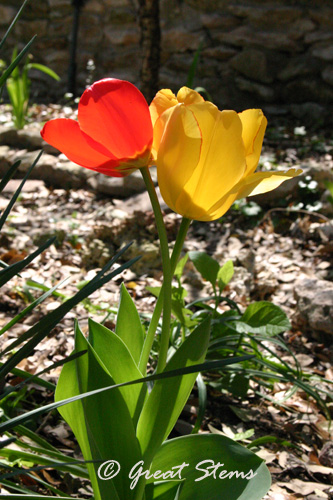 tulips03-11-11.jpg