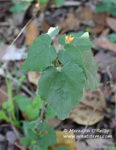 indianmallow11-28-11.jpg