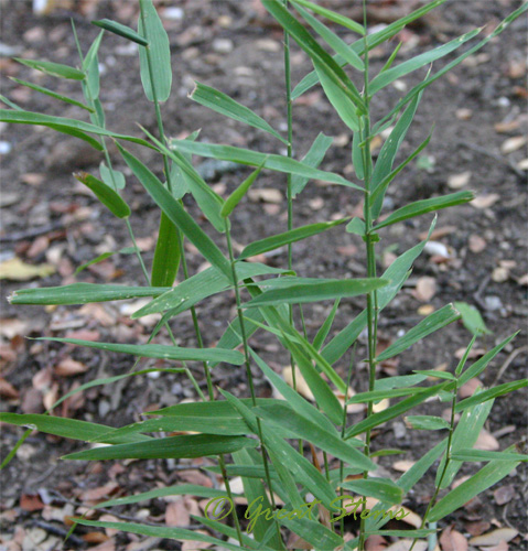 inlandseaoats08-22-09.jpg