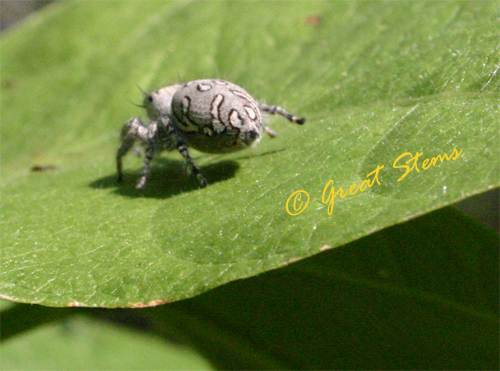 jumpingspider11-13-09.jpg