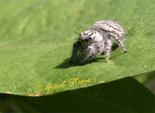 jumpingspiderb11-13-09.jpg