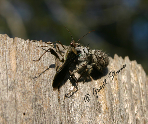 jumpingspiderd11-13-09.jpg