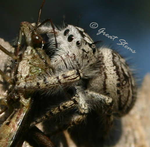 jumpingspiderh11-13-09.jpg