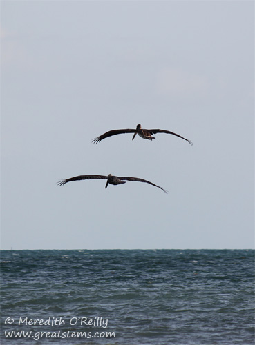 keywestpelicans03-13-12.jpg