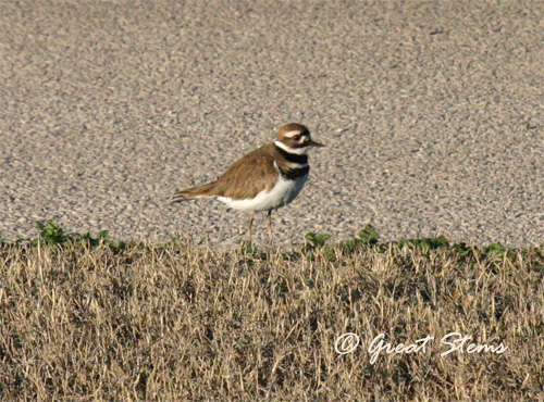 killdeer01-22-11.jpg