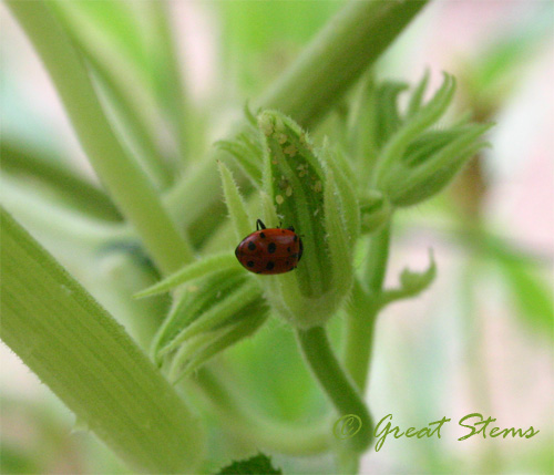 ladybugd08-31-09.jpg