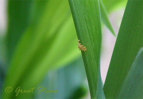 ladybugeggs09-06-09.jpg