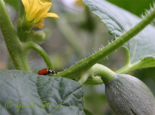 ladybugi08-31-09.jpg