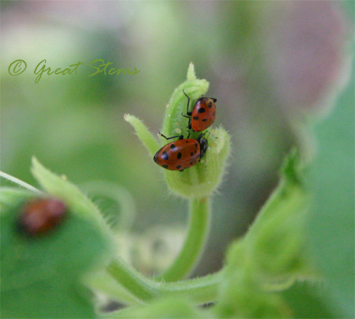 ladybugj08-31-09.jpg