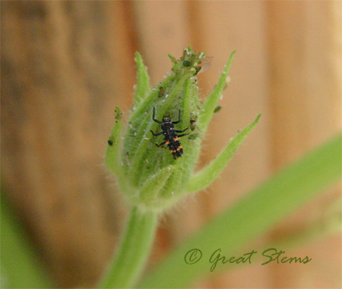 ladybugnymph09-18-09.jpg