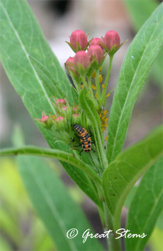 ladybugnymph10-11-11.jpg