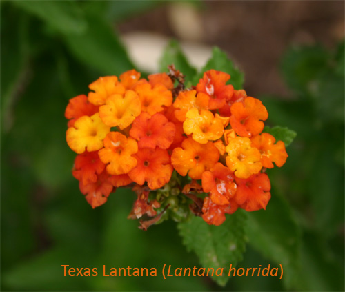 lantana06-15-09.jpg