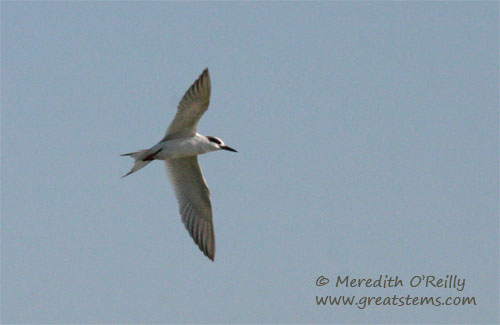 leasttern11-18-11.jpg