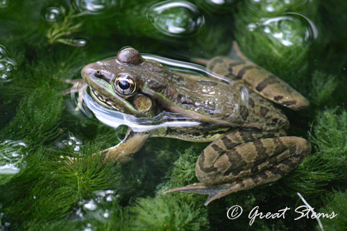 leopardfrog09-28-10.jpg